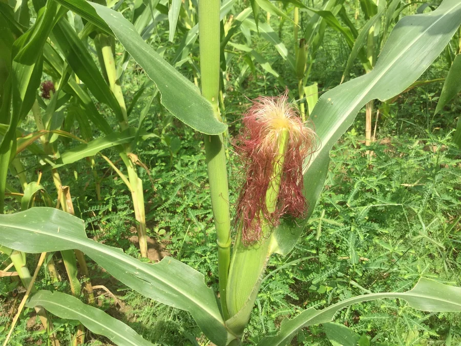 corn silk is also very useful 1200